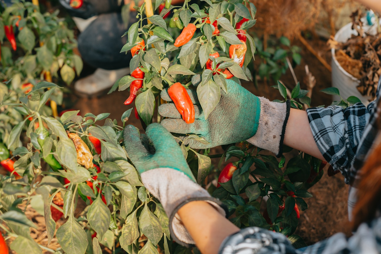 Rooftop Farming